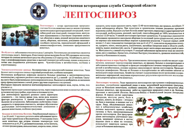 Памятка: Лептоспироз