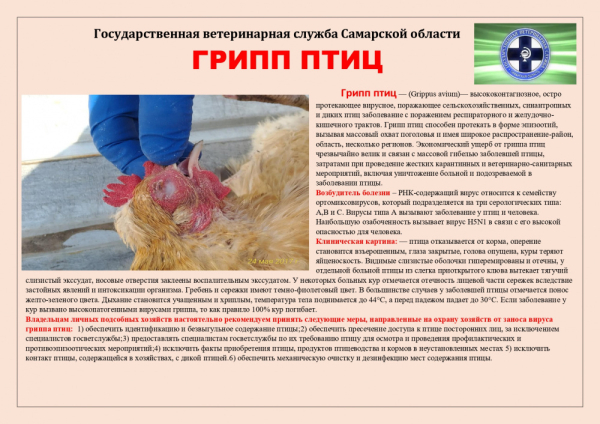 Птичий грипп