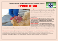 Птичий грипп