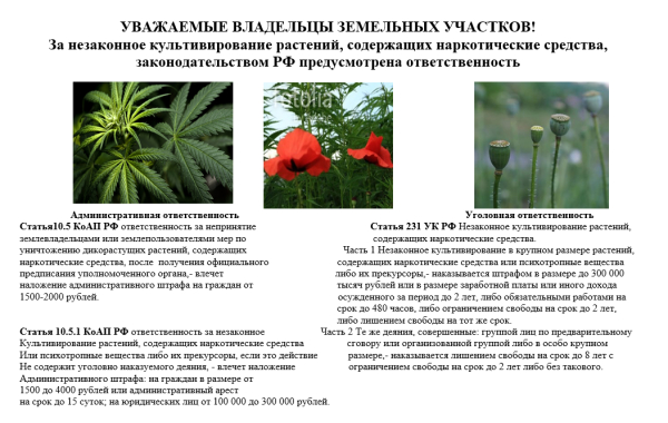 Уничтожение наркосодержащих растений – это обязанность, а не право!