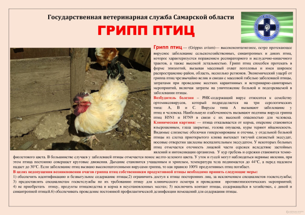 Памятка: Грипп птиц