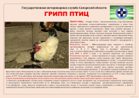 Памятка: Грипп птиц