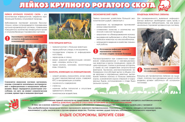 Памятка: Лейкоз крупного рогатого скота