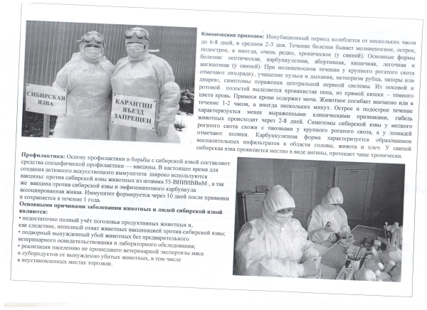 Сибирская язва